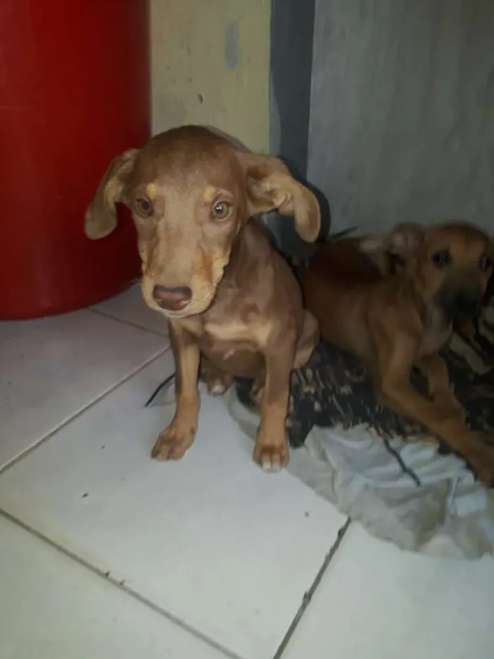 Cachorro raça Srd idade 2 a 6 meses nome Filhote