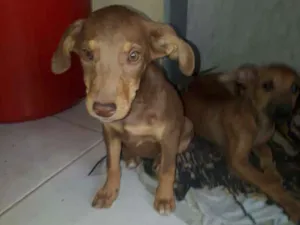 Cachorro raça Srd idade 2 a 6 meses nome Filhote