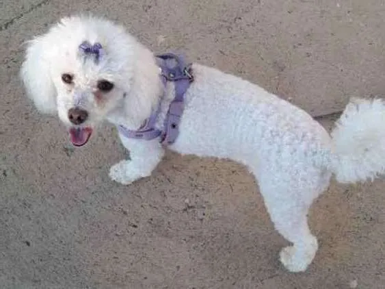 Cachorro ra a Poodle idade 2 anos nome Safira