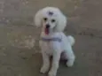 Safira