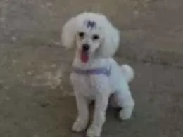 Cachorro ra a Poodle idade 2 anos nome Safira