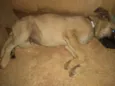 Axel