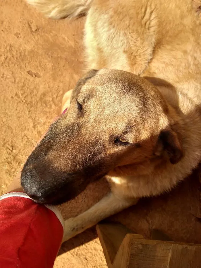 Cachorro ra a Não sei idade 2 a 6 meses nome Axel