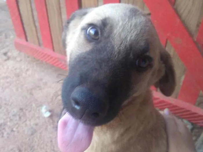 Cachorro ra a Não sei idade 2 a 6 meses nome Axel