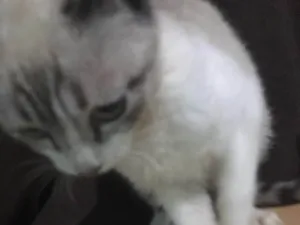 Gato raça SRD idade 7 a 11 meses nome Canadá 