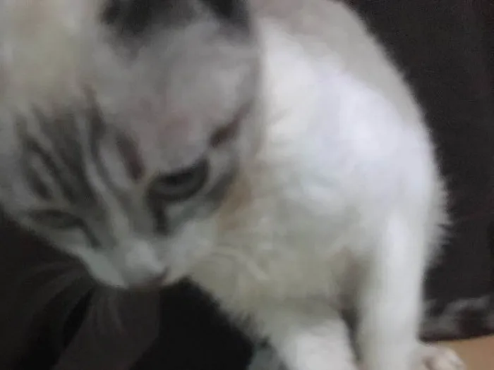 Gato ra a SRD idade 7 a 11 meses nome Canadá 