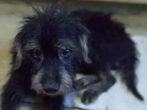 Cachorro raça  idade 3 anos nome Tunico