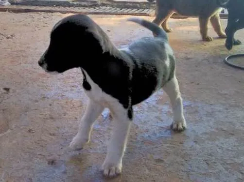 Cachorro ra a indefinida idade 2 a 6 meses nome Sem nome