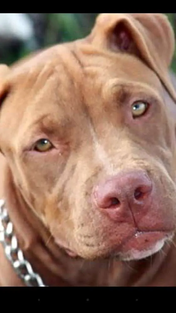 Cachorro ra a Pitbull idade 7 a 11 meses nome Apolo