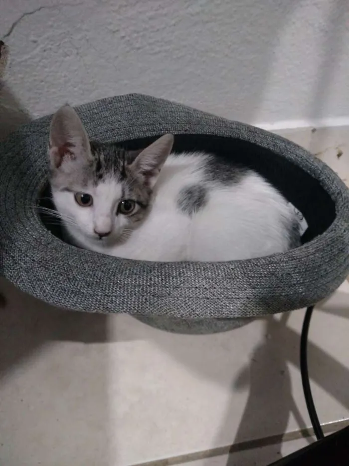 Gato raça SRD idade 2 a 6 meses nome Panda 