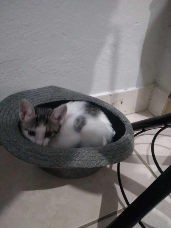 Gato raça SRD idade 2 a 6 meses nome Panda 