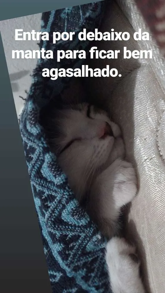Gato raça SRD idade 2 a 6 meses nome Panda 