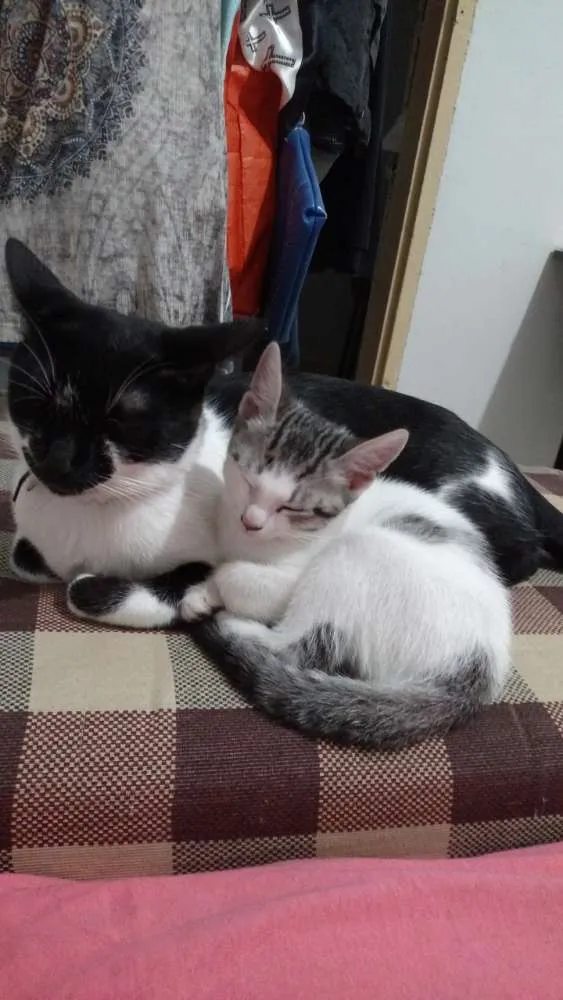 Gato raça SRD idade 2 a 6 meses nome Panda 