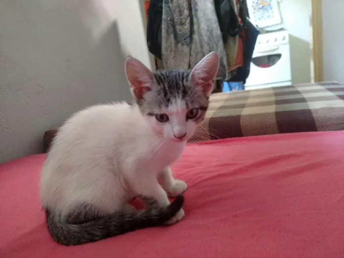 Gato raça SRD idade 2 a 6 meses nome Panda 