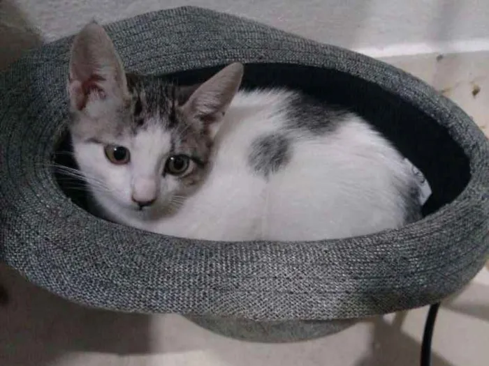 Gato raça SRD idade 2 a 6 meses nome Panda 