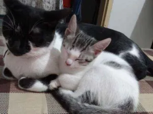 Gato raça SRD idade 2 a 6 meses nome Panda 