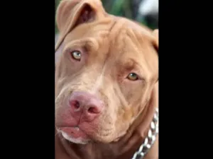 Cachorro raça Pitbull idade 7 a 11 meses nome Apolo