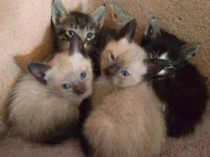 Gato raça Vira-lata idade Abaixo de 2 meses nome Gêmeas siamês