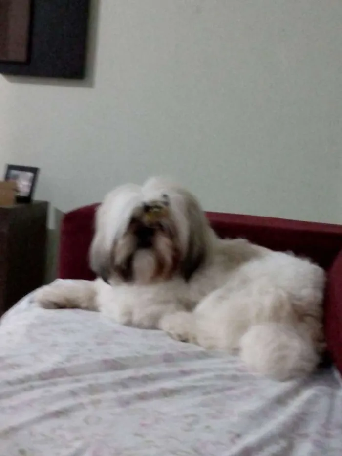 Cachorro raça Shitzu idade 2 anos nome Nina