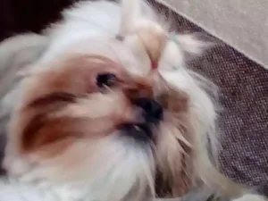 Cachorro raça Shitzu idade 2 anos nome Nina