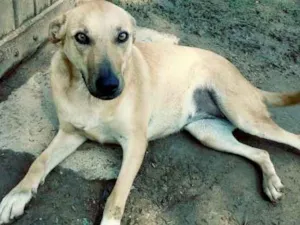Cachorro raça SRD idade 3 anos nome MIA 