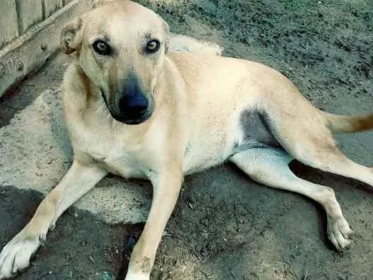 Cachorro ra a SRD idade 3 anos nome MIA 