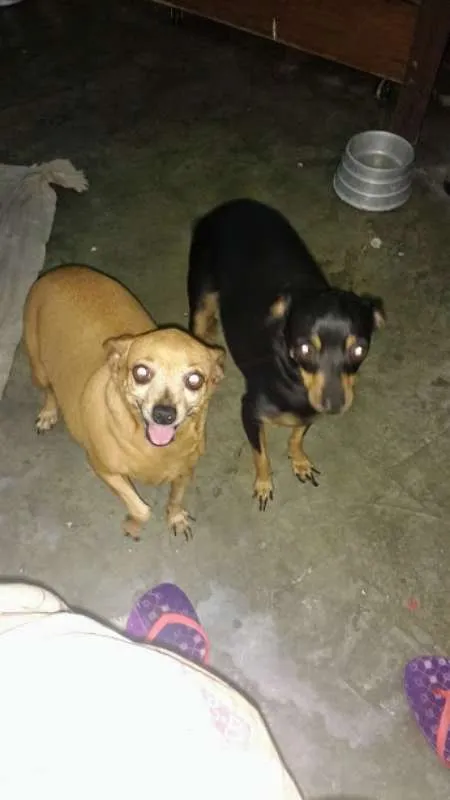 Cachorro raça Pinscher idade 5 anos nome Meg e Mel