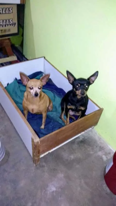 Cachorro raça Pinscher idade 5 anos nome Meg e Mel