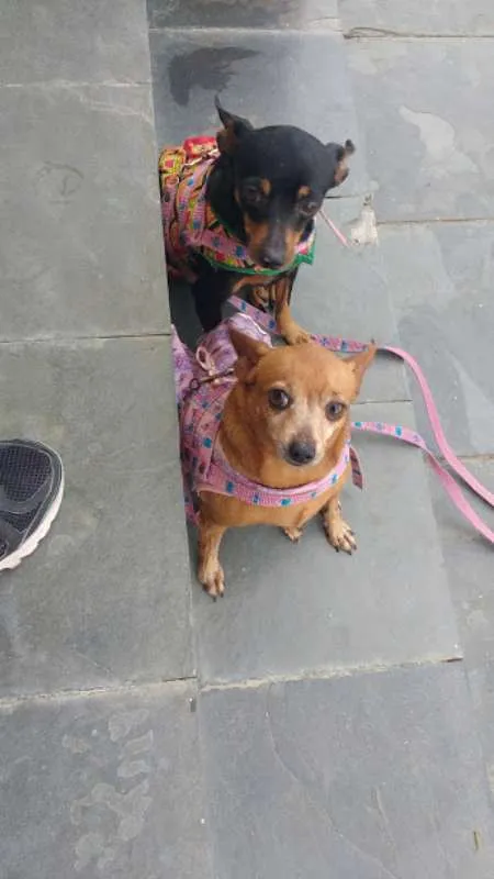 Cachorro raça Pinscher idade 5 anos nome Meg e Mel