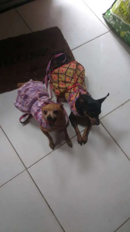Cachorro raça Pinscher idade 5 anos nome Meg e Mel