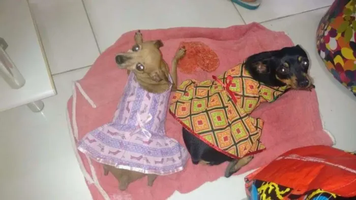 Cachorro raça Pinscher idade 5 anos nome Meg e Mel