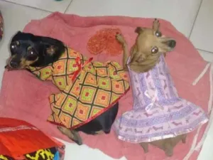 Cachorro raça Pinscher idade 5 anos nome Meg e Mel