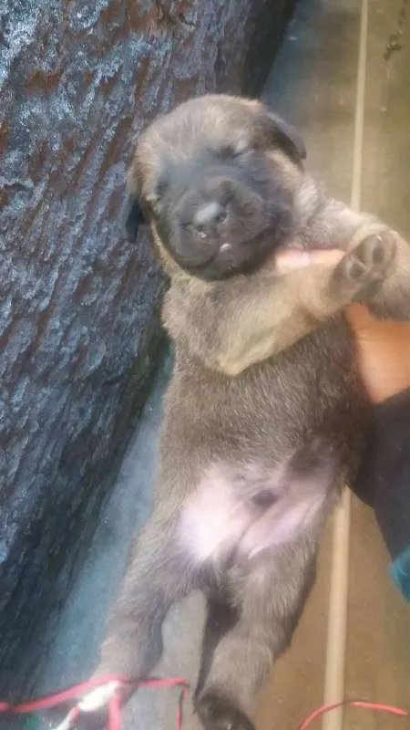 Cachorro ra a viralata idade 2 a 6 meses nome vc que da o nom