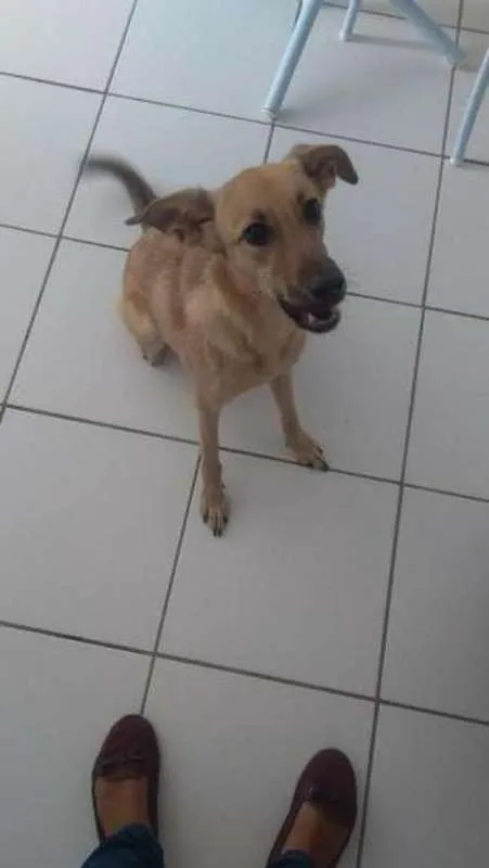 Cachorro ra a SRD idade 1 ano nome Princesa