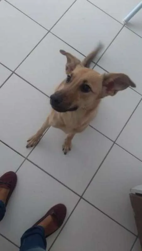 Cachorro ra a SRD idade 1 ano nome Princesa