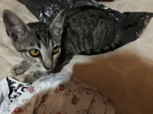 Gato raça comum idade Abaixo de 2 meses nome oncinha 