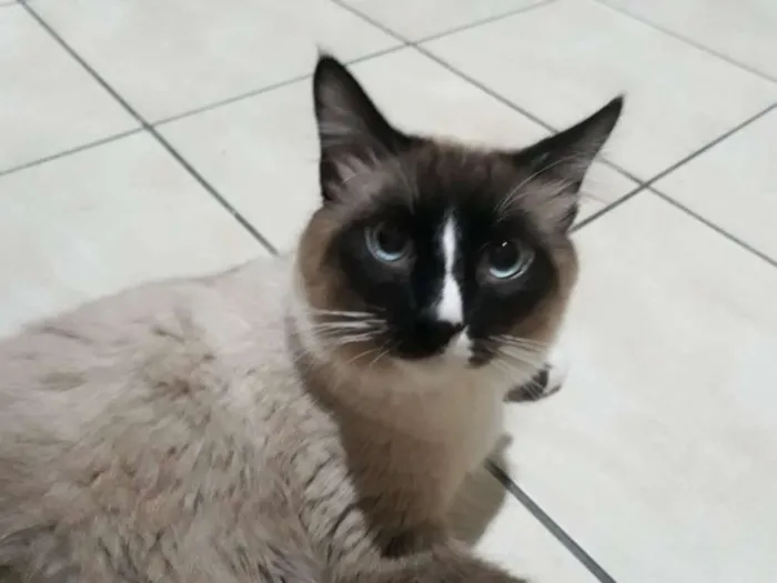 Gato ra a SRD idade 7 a 11 meses nome Fred