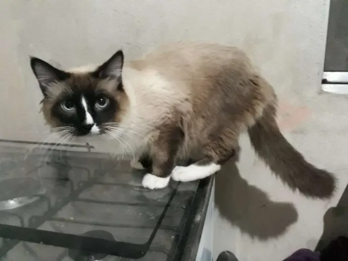 Gato ra a SRD idade 7 a 11 meses nome Fred