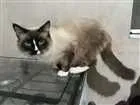 Gato raça SRD idade 7 a 11 meses nome Fred