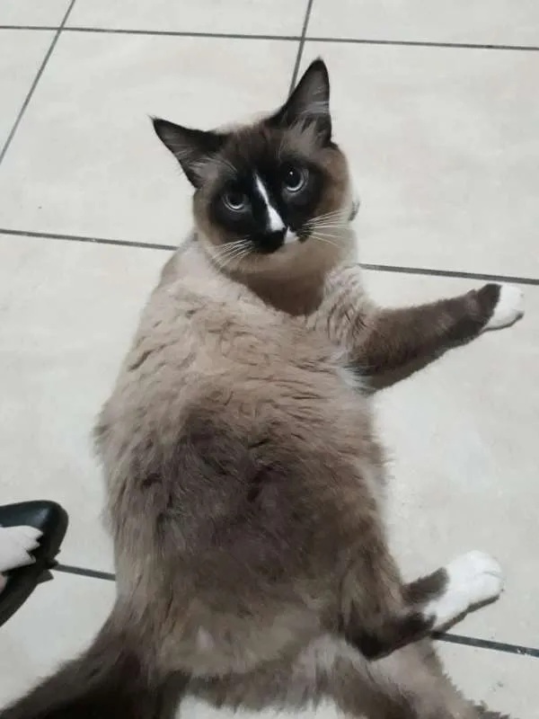 Gato ra a SRD idade 7 a 11 meses nome Fred
