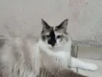Nina