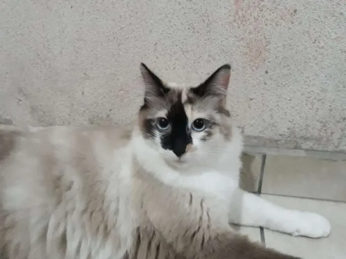 Gato ra a SRD idade 7 a 11 meses nome Nina