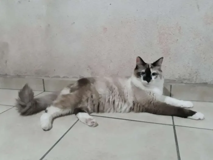 Gato ra a SRD idade 7 a 11 meses nome Nina