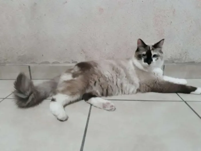 Gato ra a SRD idade 7 a 11 meses nome Nina