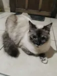 Juju