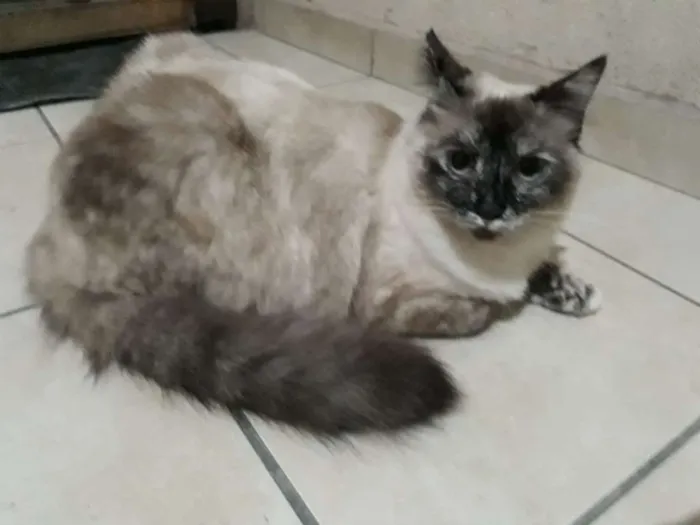 Gato ra a SRD idade 7 a 11 meses nome Juju
