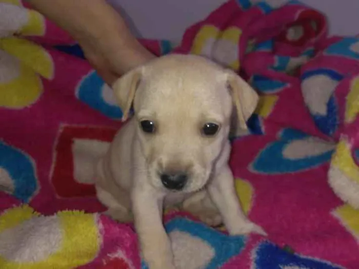 Cachorro ra a Não sei idade Abaixo de 2 meses nome Não sei