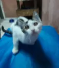 Mimo