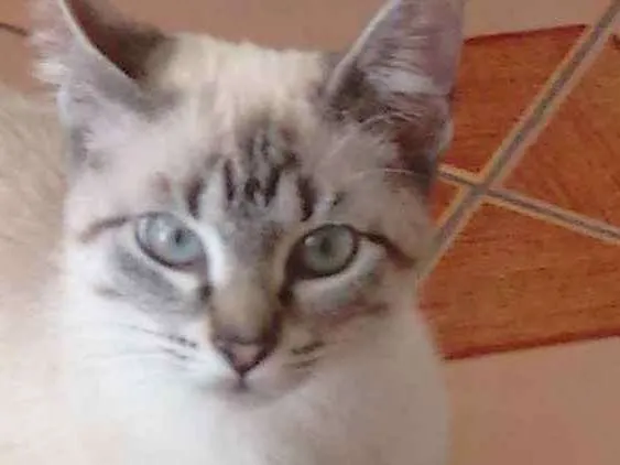 Gato ra a  idade  nome Sem nome