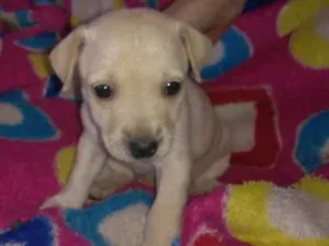 Cachorro raça Não sei idade Abaixo de 2 meses nome Não sei